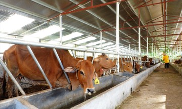 Không ‘sính’ ngoại, nông dân Lào Cai làm giàu từ nuôi bò nội