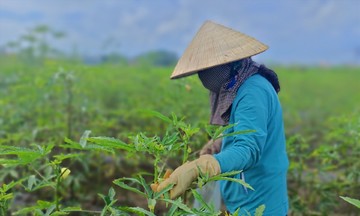 Rau màu trên chân ruộng lúa giúp nông dân bội thu