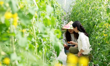 Làm giàu từ nông nghiệp chuỗi ở Đà Nẵng