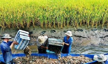 &#039;Cha đẻ&#039; của các giống gạo ST chia sẻ kinh nghiệm lợi nhuận từ mô hình luân canh lúa - tôm