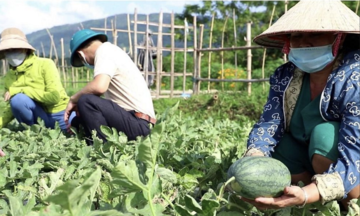Kinh tế khởi sắc nhờ chuyển đổi cơ cấu cây trồng trong nông nghiệp