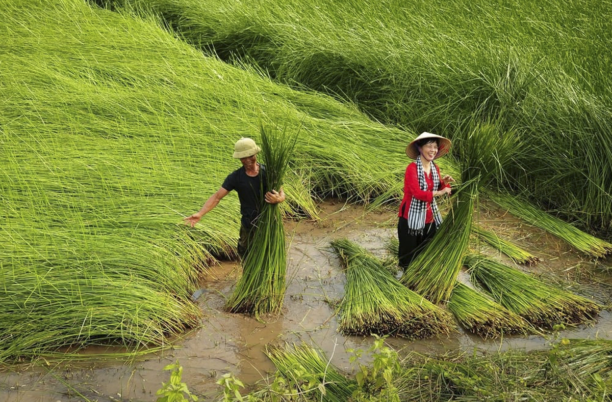 Phát huy thế mạnh địa phương, HTX ở Ninh Bình giúp cải thiện sinh kế 789bet uy tín người dân