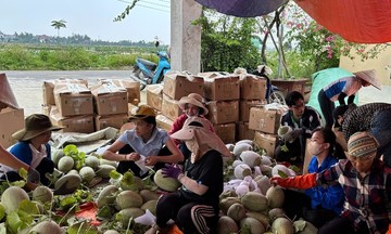 Người dân, nhà cái 789bet khẩn trương thu hoạch rau quả chạy bão số 3-bão Wipha