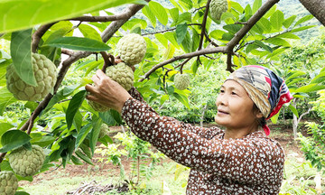 Làm giàu trên những nương chè, vườn na hữu cơ