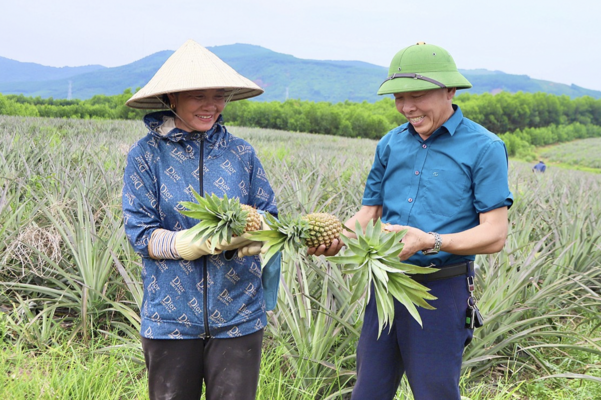 Trồng dứa liên kết mang nhiều triển vọng phát triển kinh tế