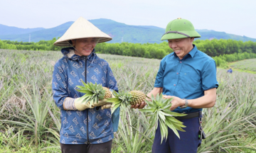 Trồng dứa liên kết mang nhiều triển vọng phát triển kinh tế