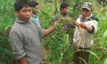 Chuỗi liên kết trồng cây dược liệu ‘mở khóa’ thoát nghèo cho người dân Tây Giang
