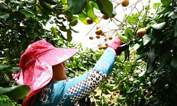 Thanh nhãn - ‘trái ngọt’ của sự hợp tác và phát triển bền vững