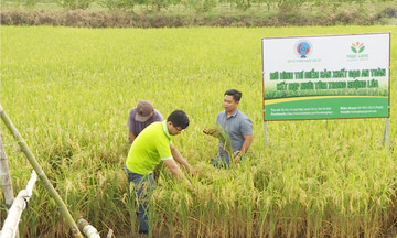 HTX tìm hướng liên kết để nâng tầm giá trị hạt gạo