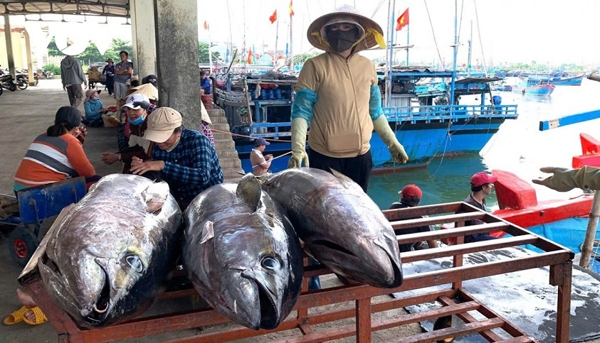Xuất khẩu cà phê và cá ngừ gặp khó, Thủ tướng chỉ đạo giải pháp khắc phục