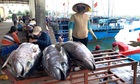 Xuất khẩu cà phê và cá ngừ gặp khó, Thủ tướng chỉ đạo giải pháp khắc phục