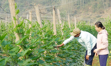 ‘Cánh tay nối dài’ giúp nông dân mở cửa thị trường, làm giàu nhanh chóng