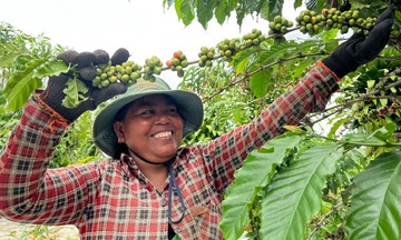 Giá cà phê 789bet wiki 3.700 đồng/kg, chạm mốc 95.700 đồng/kg