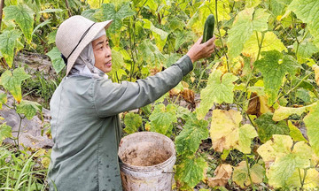 Xây dựng nông thôn mới từ những mô hình sáng tạo và hiệu quả