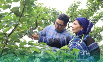 Quả Lê Tai nung giúp bà con Mường Hum thoát nghèo