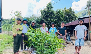 Những mô hình kinh tế vườn giúp giảm nghèo cho người dân Trà My