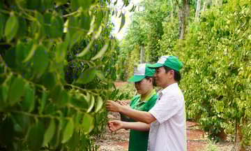 HTX trồng cây công nghiệp quy mô lớn &#039;góp sức&#039; đổi thay kinh tế Đồng Nai