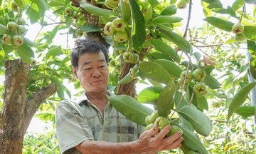 Nâng cao giá trị cây mận giúp tăng thu nhập cho nông dân Cần Thơ