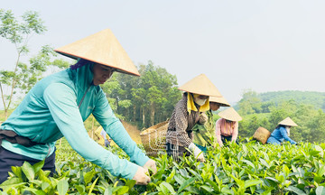 Đại Phúc vươn mình, giảm nghèo bền vững từ cây chè