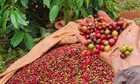 Giá cà phê tăng thêm 1.500 đồng/kg, giao dịch quanh mốc 97.600 đồng/kg