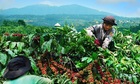 Cà phê giữ mức 95.000 đồng/kg, thị trường vận hành 789bet có uy tín không thế cân bằng