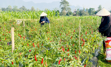 Từ mô hình trồng ớt đến &#039;chìa khóa&#039; mở lối thoát nghèo cho nông dân