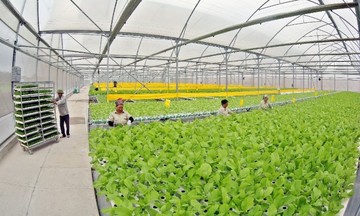 HTX, nông dân Quảng Ninh tạo bứt phá từ các mô hình kinh tế mới