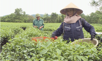 Cây chè mang lại thu nhập cao cho nông dân Hà Tĩnh