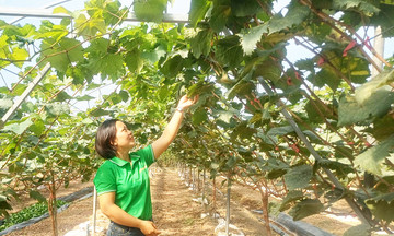 Người phụ nữ Hưng Yên làm giàu từ nông nghiệp xanh