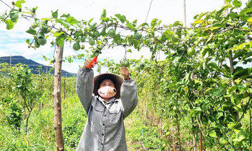 Trồng chanh dây và cà phê hữu cơ, nông dân thu tiền tỷ