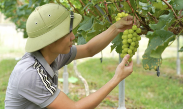Hà Tĩnh: Nông dân &#039;đổi đời&#039; nhờ... trồng nho &#039;quý tộc&#039;