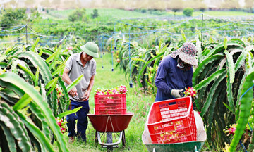 Nông thôn 789bet hoangsa.net ‘vừa đẹp lại vừa giàu’ ở Lâm Đồng