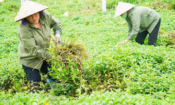 Từ ‘vàng xanh’ đến hành trình thành triệu phú của nông dân Ninh Bình