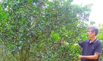 Vĩnh Long phát triển vườn cây ăn trái an toàn sinh học, giúp nông dân làm giàu
