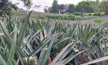 Liên kết &#039;4 nhà&#039;, chìa khóa giảm nghèo và phát triển cây trồng thế mạnh vùng Bắc Trung Bộ