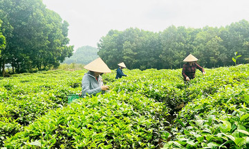 Ghé xứ Tuyên, xem HTX cùng nông dân xây dựng nông thôn mới