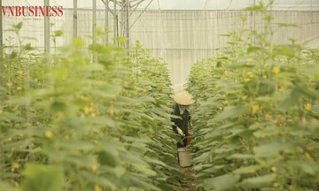 Nông dân Bắc Ninh ‘giàu to’ nhờ chuyển nhà cái 789bet có gì bán nấy sang sản xuất theo đơn hàng