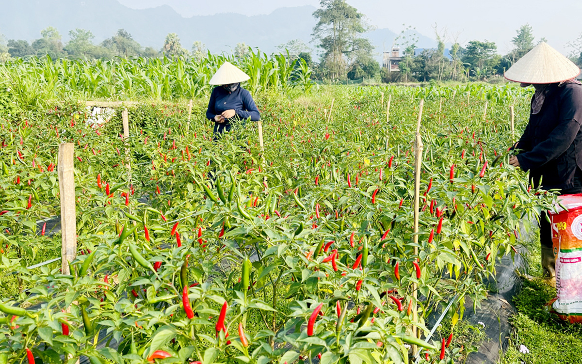 Hợp tác xã, điểm tựa giúp nông dân Phú Thọ thoát nghèo