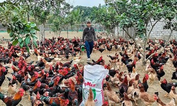 &#039;Đổi đời&#039; từ chăn nuôi theo mô hình trang trại