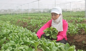 Hưng Yên: Phát triển kinh tế tập thể góp phần giảm nghèo