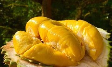 Sầu riêng &#039;hồi hương&#039; có được tiêu thụ trong nước?