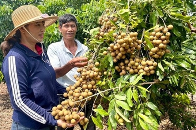 Phát triển cây ăn quả theo hướng hàng hóa, nông dân Gia Lai mở hướng thoát nghèo bền vững