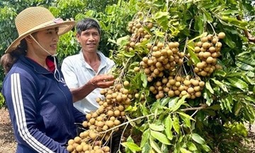 Phát triển cây ăn quả theo hướng hàng hóa, nông dân Gia Lai mở hướng thoát nghèo bền vững
