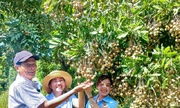 Quy hoạch vùng trồng cây ăn quả mở hướng làm giàu cho người dân vùng cao Nghệ An