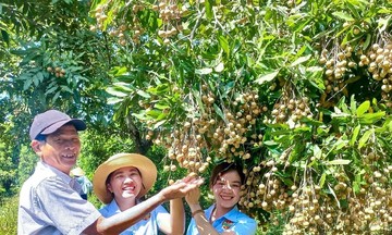 Quy hoạch vùng trồng cây ăn quả mở hướng làm giàu cho người dân vùng cao Nghệ An