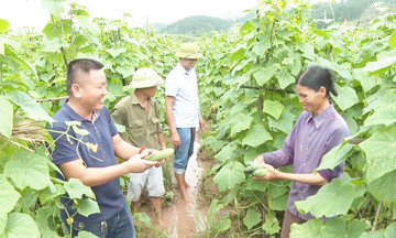 Bức tranh nông thôn mới ở Lạng Sơn nhìn từ những cánh đồng bội thu nhờ chuỗi liên kết