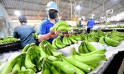Loại quả bổ dưỡng, quen thuộc của nhà cái 789bet tăng tốc giành thị phần tại Nhật Bản