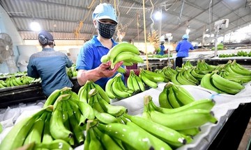 Loại quả bổ dưỡng, quen thuộc của Việt Nam tăng tốc giành thị phần tại Nhật Bản