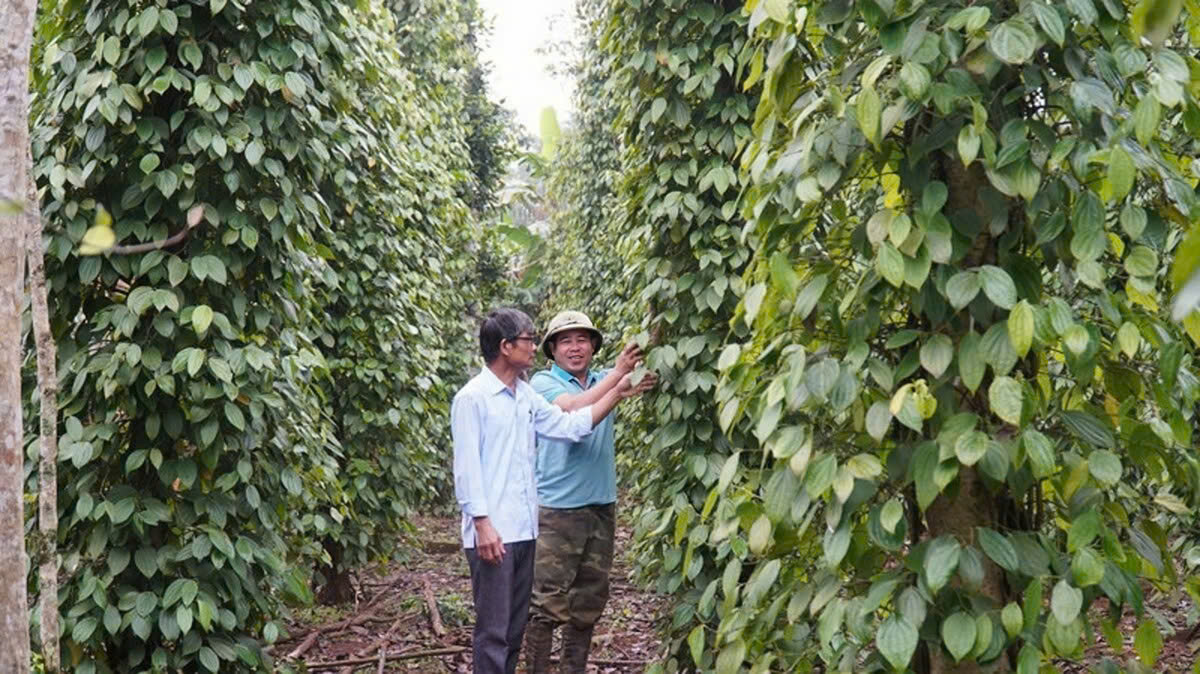 Tự động hóa trên lộ trình xây dựng nông thôn mới ở Quảng Trị