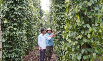 Tự động hóa trên lộ trình xây dựng nông thôn mới ở Quảng Trị